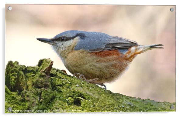 A Chubby Little Nuthatch Clinging To A Tree Branch In Merseyside Acrylic by Ste Jones