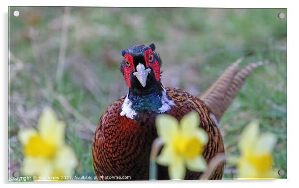 Daffy Pheasant  Acrylic by Ste Jones