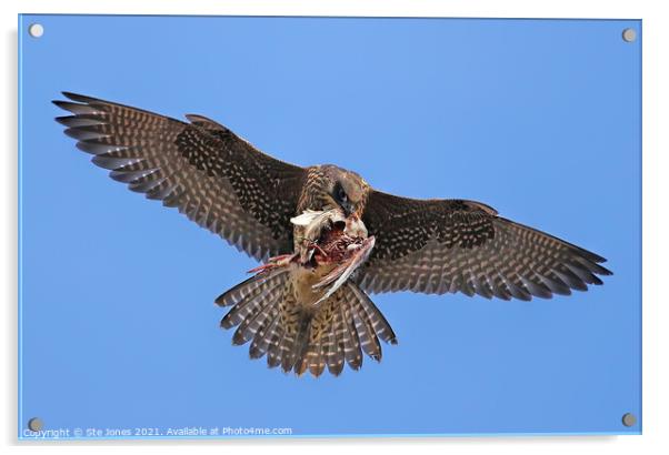 Peregrine Falcon In Flight With Prey Acrylic by Ste Jones