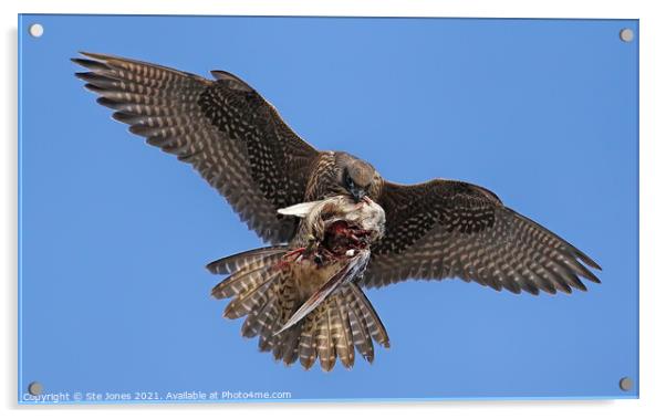 Peregrine Falcon In Flight With Prey Acrylic by Ste Jones