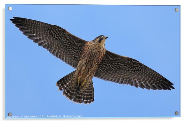Peregrine Falcon Acrylic by Ste Jones