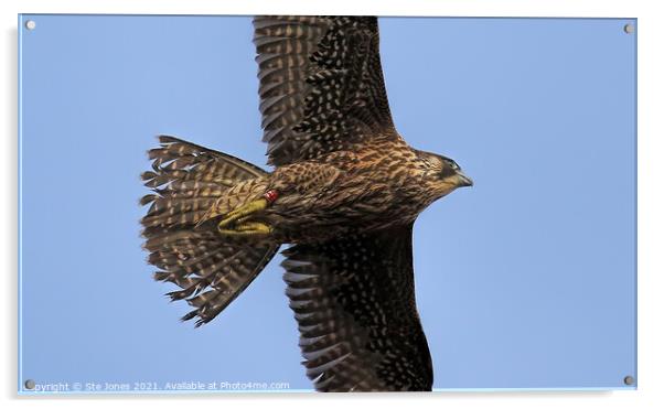 Young Peregrine Falcon Acrylic by Ste Jones