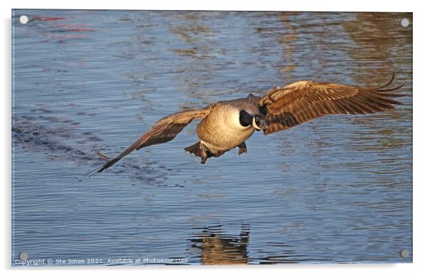 Canada Goose Acrylic by Ste Jones