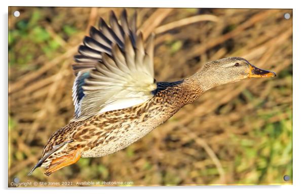 Female Mallard Duck In Flight Acrylic by Ste Jones