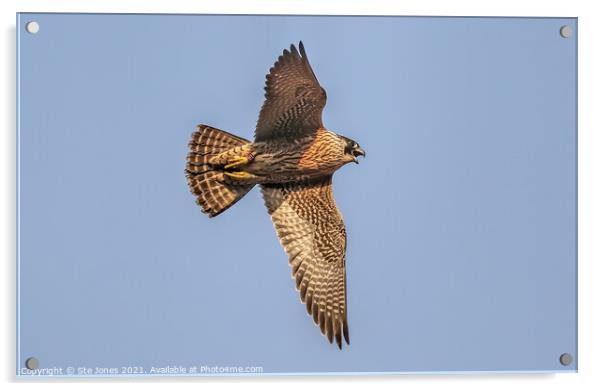 A Vocal Young Peregrine Falcon In Flight Acrylic by Ste Jones