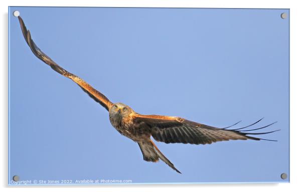 Red Kite In Flight Acrylic by Ste Jones