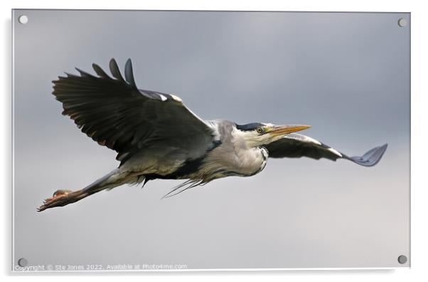 Grey Heron In Flight Over A River Near Ilkley Moor Yorkshire Acrylic by Ste Jones