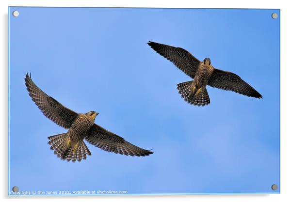 Peregrine Falcons In Flight Acrylic by Ste Jones