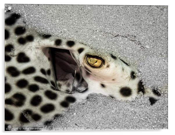 Leopard Ray Acrylic by Anna Sienkiewicz