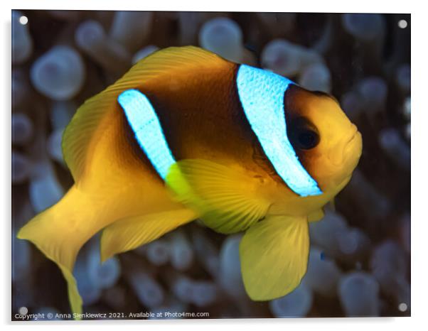 Red Sea Clownfish Acrylic by Anna Sienkiewicz