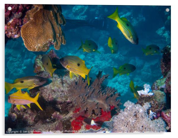 Yellow fish on the reef Acrylic by Ian Cramman