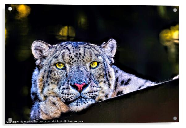A Snow Leopard portrait Acrylic by Mark Dillen