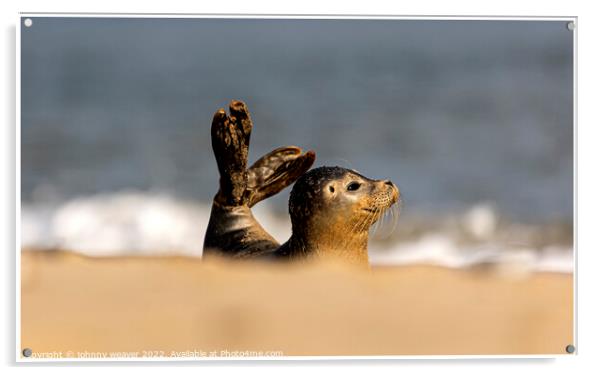 Grey Seal Doing a Mermaid Impression at Horsey Gap Norfolk Acrylic by johnny weaver