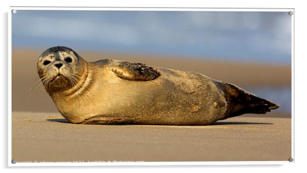 Grey Seal Pilates Horsey at Horsey Gap Norfolk Acrylic by johnny weaver