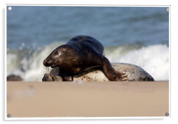 Grey Seals at Horsey Gap Norfolk Acrylic by johnny weaver