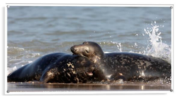 Grey Seals at Horsey Gap Norfolk Acrylic by johnny weaver