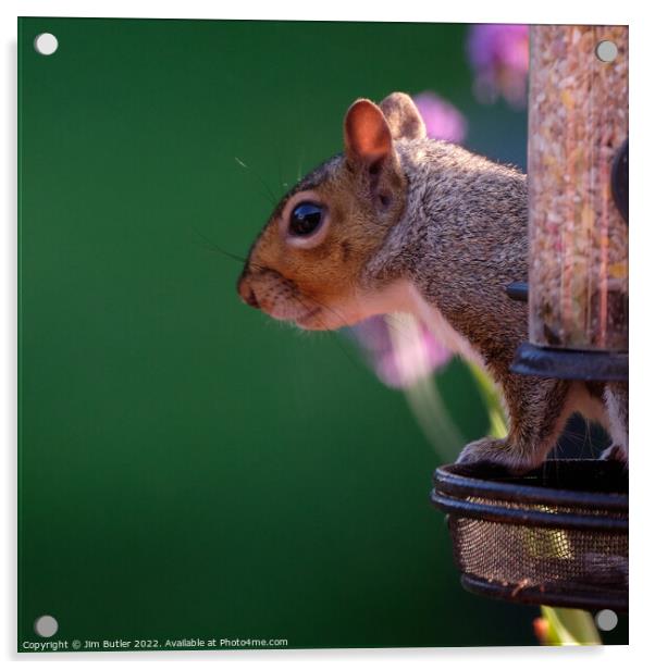 Grey Squirrle Acrylic by Jim Butler