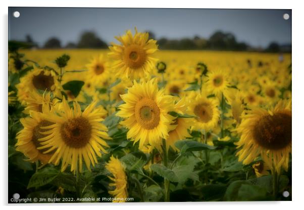 Sunflower field Acrylic by Jim Butler