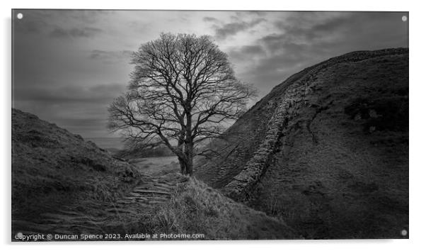 Sycamore Gap Acrylic by Duncan Spence