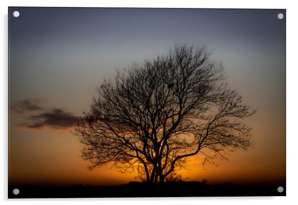 The Sunset Tree Acrylic by David McGeachie