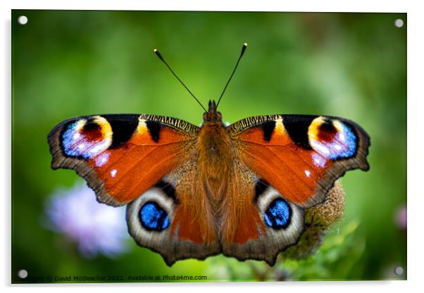 Majestic Peacock Butterfly Acrylic by David McGeachie