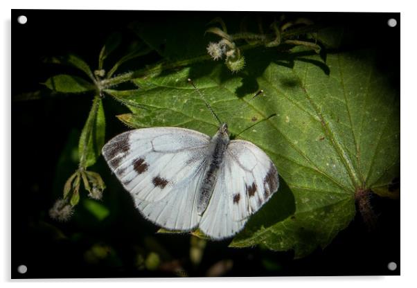 Spectacular Large White Butterfly Acrylic by David McGeachie
