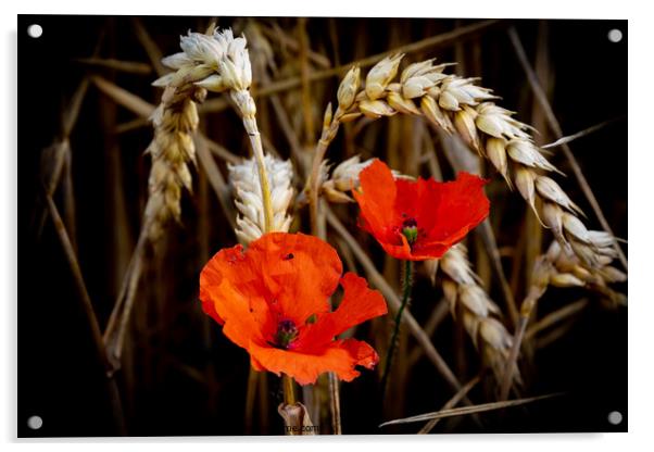 Lonesome Beauty Acrylic by David McGeachie