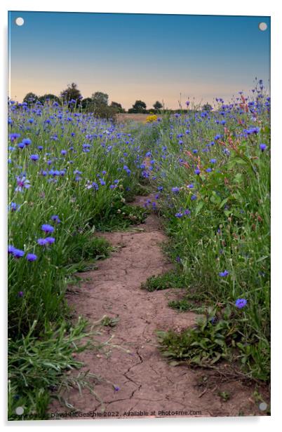 Path through the blue fields Acrylic by David McGeachie