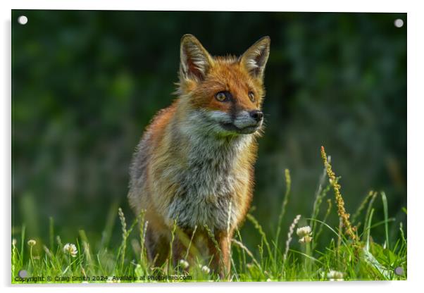 Red Fox Acrylic by Craig Smith