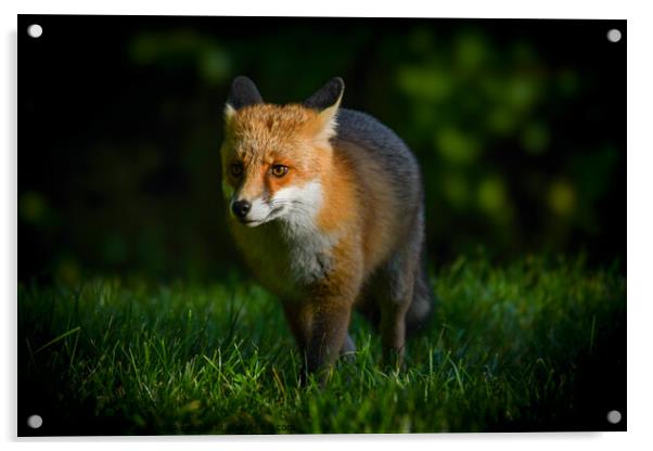 Red fox Acrylic by Craig Smith