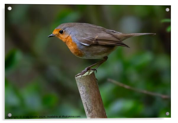 Robin Acrylic by Craig Smith