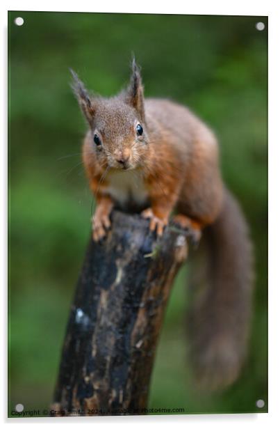 Red Squirrel  Acrylic by Craig Smith