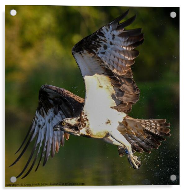 Osprey  Acrylic by Craig Smith