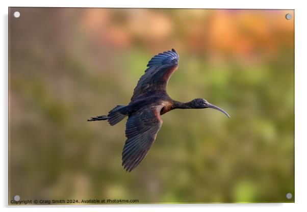 Glossy Ibis Acrylic by Craig Smith