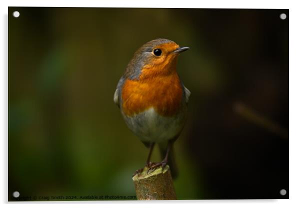 Robin redbreast Acrylic by Craig Smith