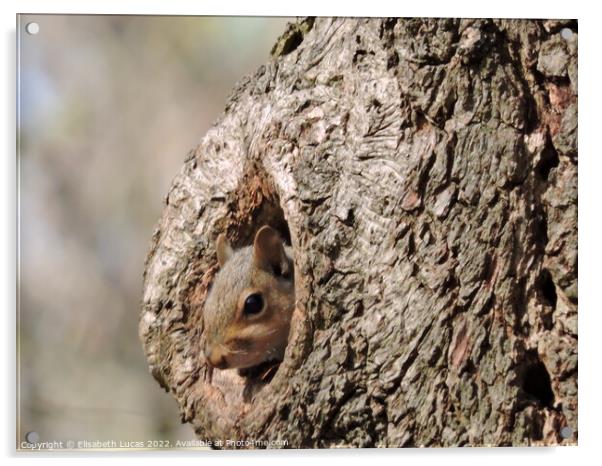 Squirrel peeking out Acrylic by Elisabeth Lucas