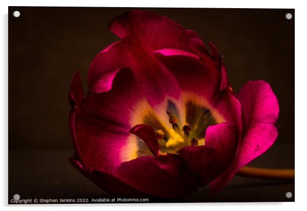 A backlit Tulip Acrylic by Stephen Jenkins