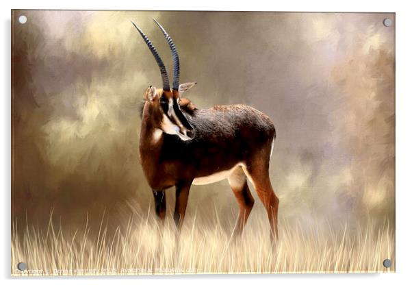 Sable Antelope Acrylic by Donna Kennedy
