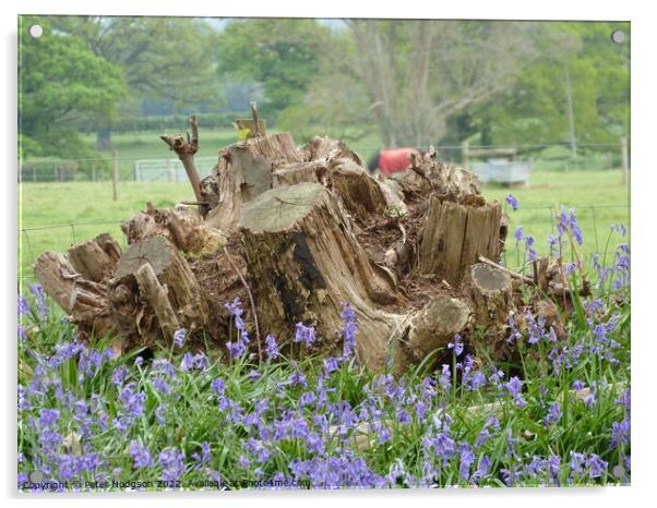 The beauty of tree stumps with bluebells in front Acrylic by Peter Hodgson