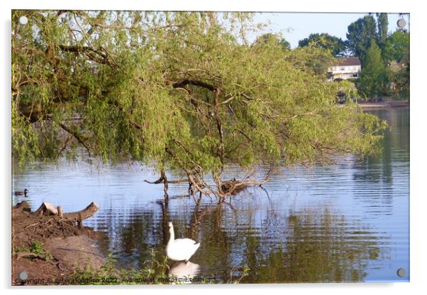 Swan enjoying the shade of the tree Acrylic by Peter Hodgson