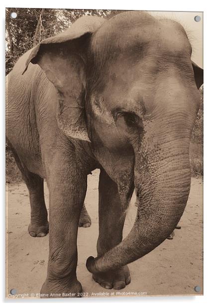 Baby Elephant Acrylic by Elaine Anne Baxter