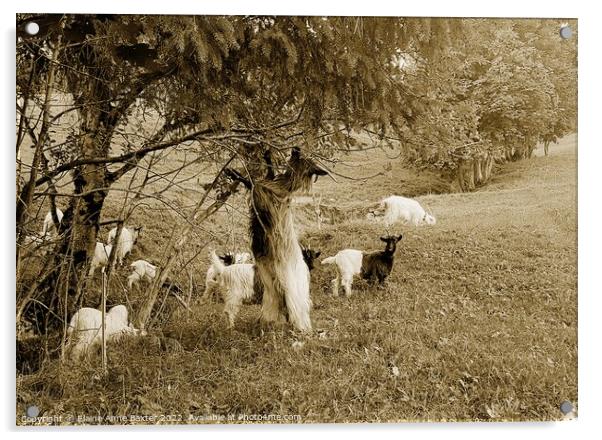 Valais Blackneck Goats Acrylic by Elaine Anne Baxter