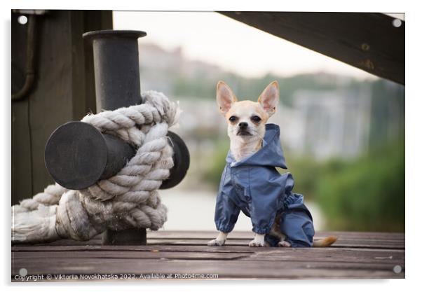 Chihuahua on a dock Acrylic by Viktoriia Novokhatska