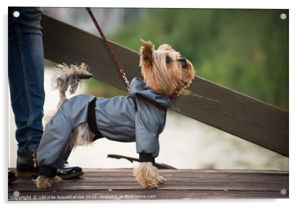 A small dog walking in overalls Acrylic by Viktoriia Novokhatska