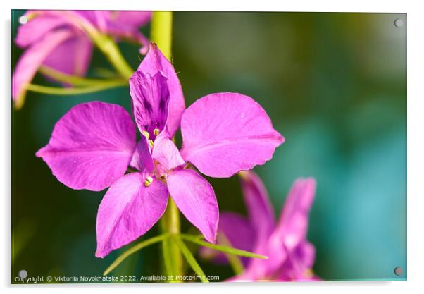 Macro photo of a flower with purple petals Acrylic by Viktoriia Novokhatska