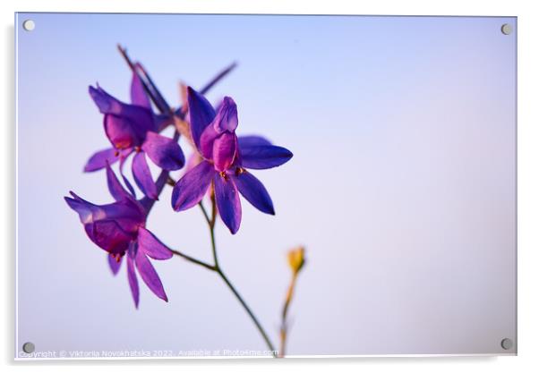 Purple flower Acrylic by Viktoriia Novokhatska