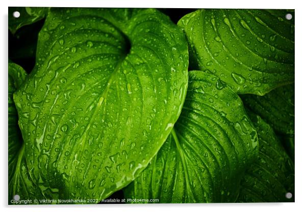 Green leaves with raindrops Acrylic by Viktoriia Novokhatska