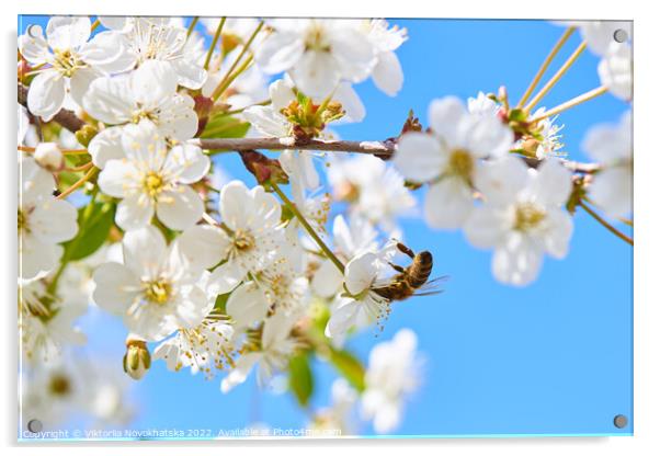 Blooming cherry with a flying bee Acrylic by Viktoriia Novokhatska