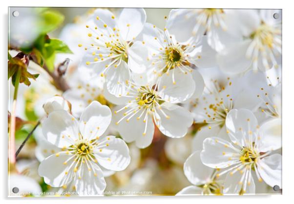 A flowering cherry in the sunlight. Acrylic by Viktoriia Novokhatska