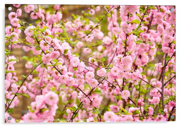 Pink spring flowers Acrylic by Viktoriia Novokhatska